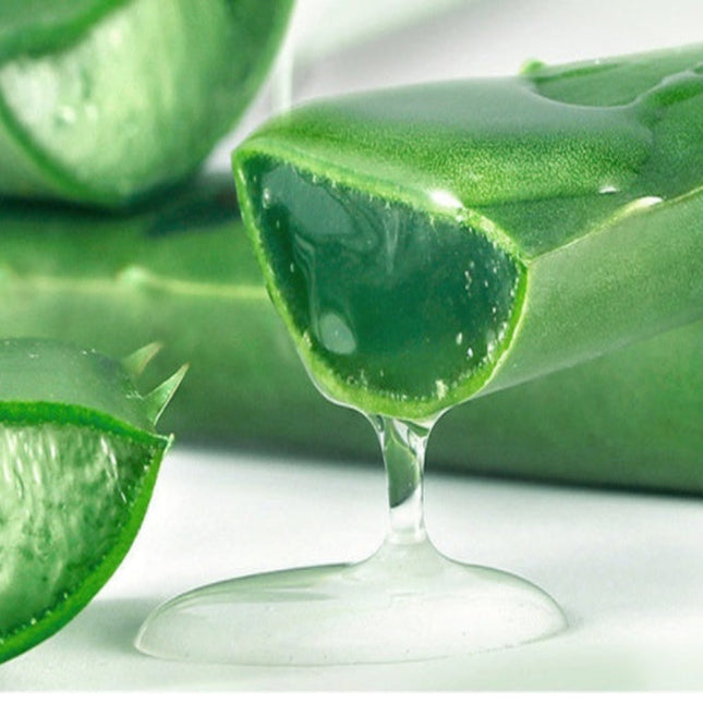 Sliced aloe vera plant with clear gel